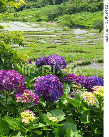 紫陽花と千框の棚田 紫陽花と千框の棚田 10963482