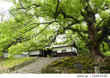 京都　青蓮院門跡のクスノキ 10963508