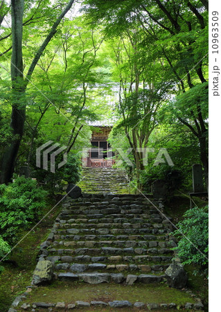 京都　浄住寺の参道 10963509