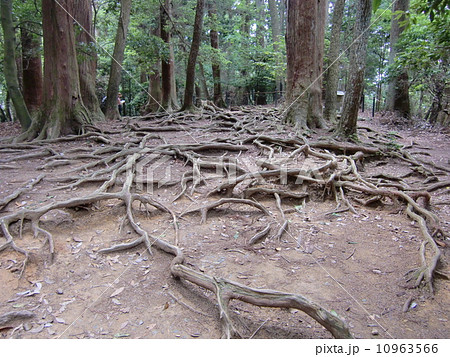 木の根道 木の根道 10963566