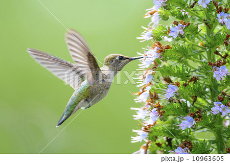 Hummingbird Hummingbird 10963605