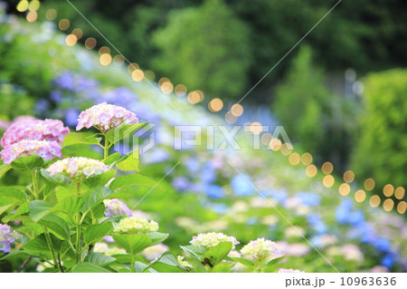 紫陽花 10963636