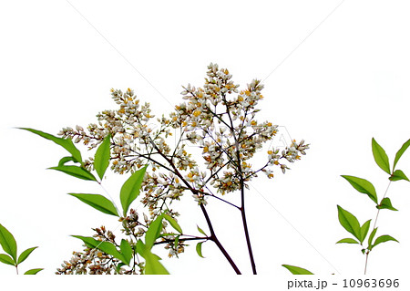 南天の花 南天の花 10963696