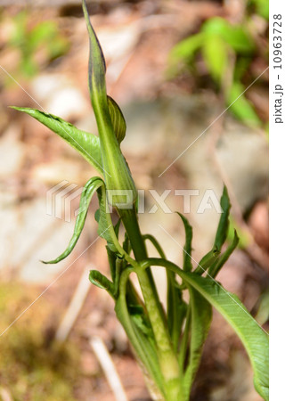 まむし草 10963728