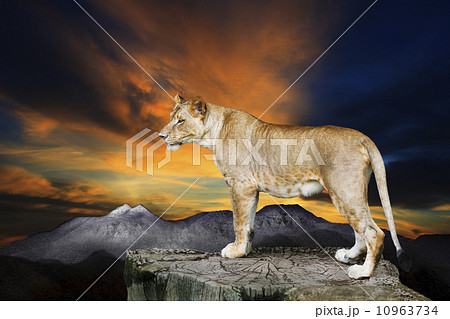 african lioness female standing on rock cliff against beautiful 10963734