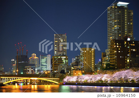 天神橋 桜 ライトアップ 天神橋 桜 ライトアップ 10964150