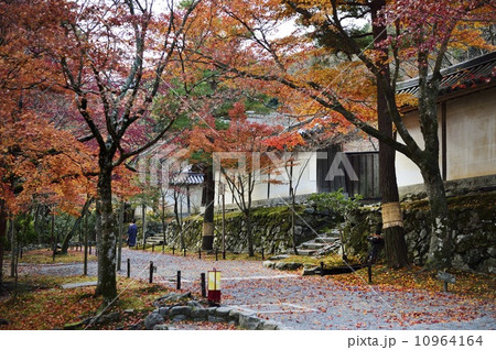 二尊院　紅葉 10964164