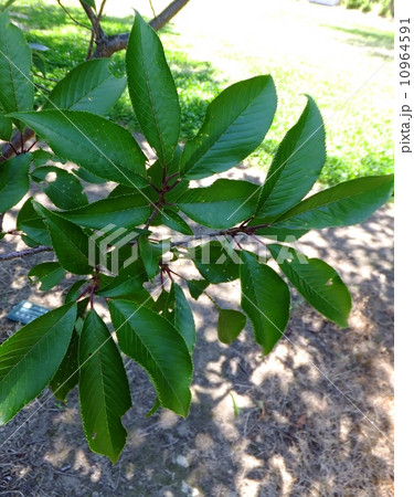 かばさくらの葉 かばさくらの葉 10964591