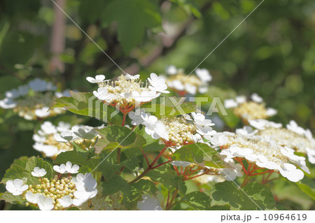 カンボクの花 10964619