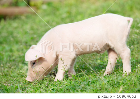 pig 10964652