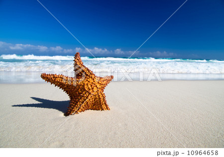 starfish on beach starfish on beach 10964658
