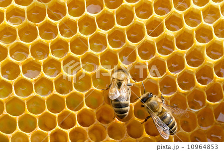 bees on honeycells bees on honeycells 10964853