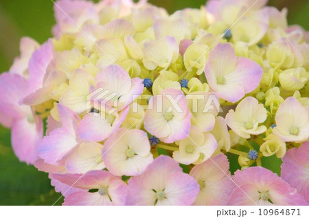 紫陽花 紫陽花 10964871