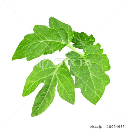 Leaf of tomato Leaf of tomato 10964985