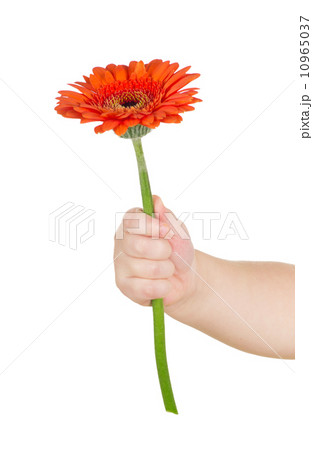 baby hand  holding red gerber 10965037