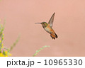 ハチドリ 10965330