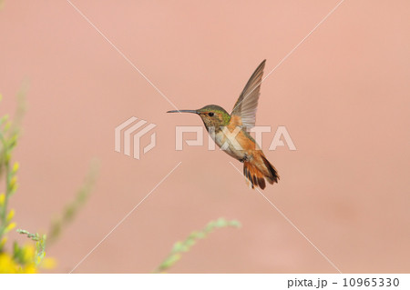 ハチドリ 10965330