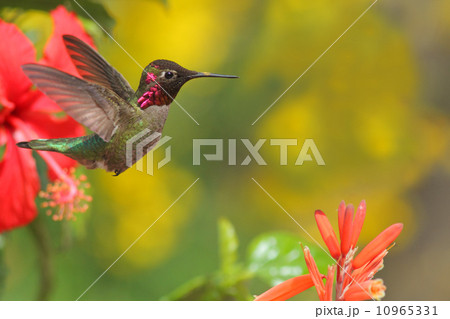 ハチドリ 10965331