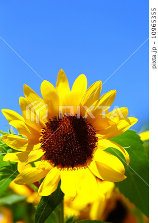 ひまわり（Sunflower） 10965355