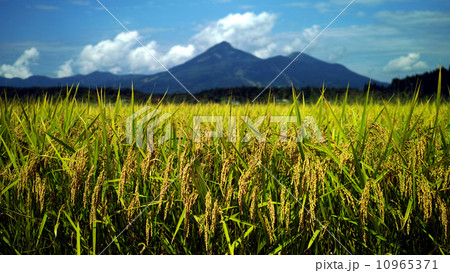 磐梯山と稲穂 磐梯山と稲穂 10965371