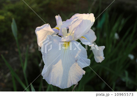 花しょうぶ 10965573