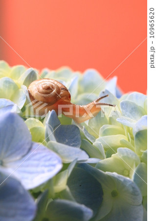紫陽花とカタツムリ45 10965620