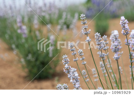 ラベンダー花壇 ラベンダー花壇 10965929