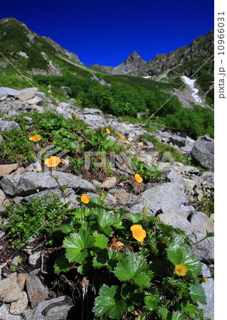 槍沢のミヤマダイコンソウの花と槍ヶ岳 10966031