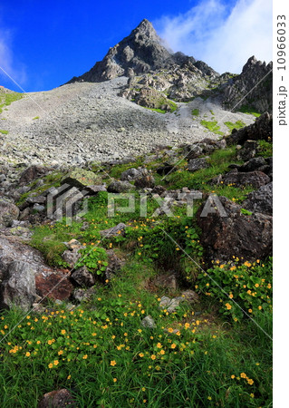 槍沢のキンポウゲの花と槍ヶ岳山頂 10966033