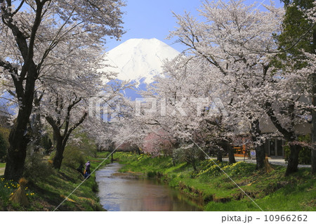富士山と桜と小川が見える風景 10966262