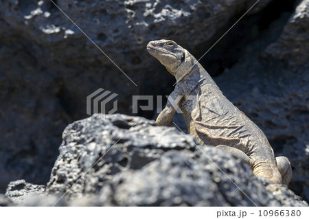 野生のチャクワラ 10966380