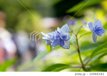あじさい 10966381