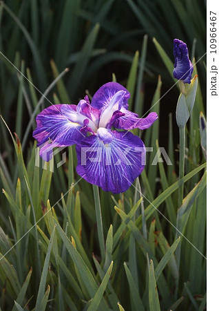 菖蒲 菖蒲 10966467