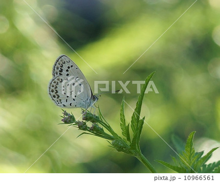 るりしじみ るりしじみ 10966561