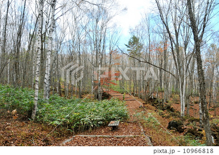 長野県 八千穂高原の日本一美しい白樺群生地 長野県 八千穂高原の日本一美しい白樺群生地 10966818