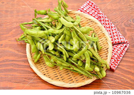 収穫イメージ。国産浜松産の大粒の朝獲れ枝豆(枝葉付き)です。※茹でていません。 収穫イメージ。国産浜松産の大粒の朝獲れ枝豆(枝葉付き)です。※茹でていません。 10967036