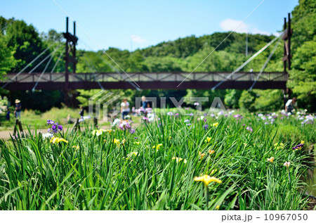 初夏の泉の森 初夏の泉の森 10967050
