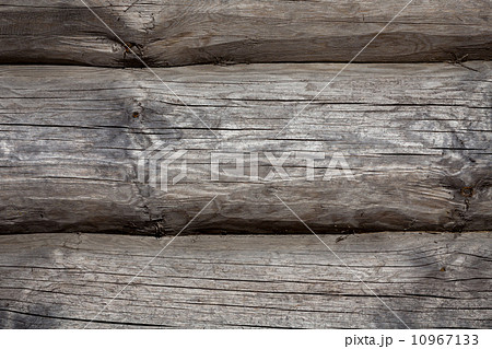 Section of old tree Section of old tree 10967133