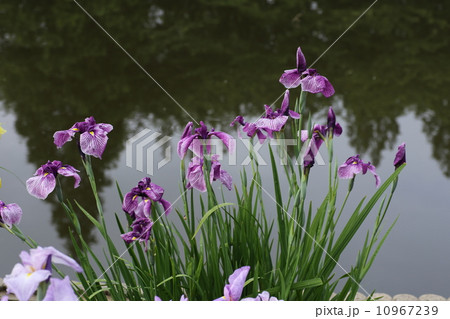 花菖蒲 10967239