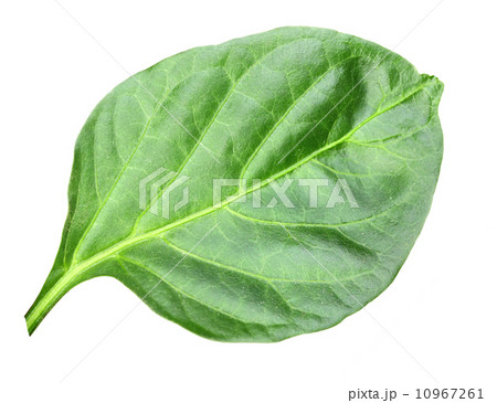 Wry green leaf of pepper Wry green leaf of pepper 10967261
