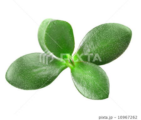 Branch of crassula 10967262