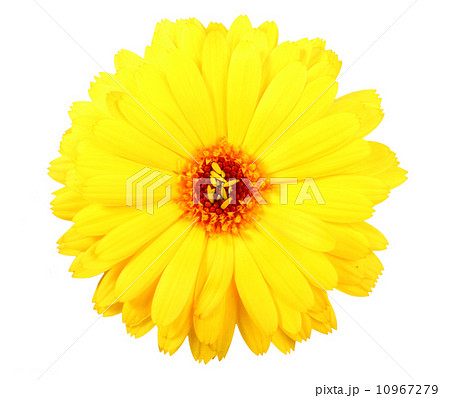One yellow flower of calendula 10967279