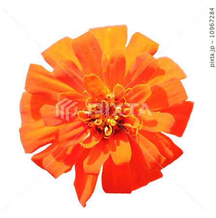 One orange flower 10967284