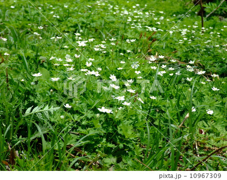 ニリンソウ ニリンソウ 10967309