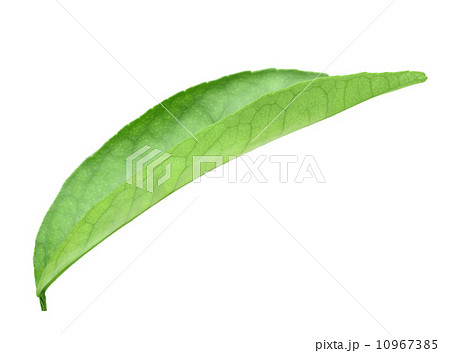 Green leaf of citrus-tree 10967385