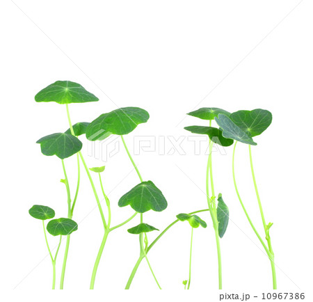 Young nasturtium seedling 10967386