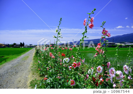 アオイの咲く道 10967544