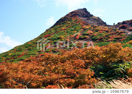 那須連峰・朝日岳直下の灌木の紅葉 10967679