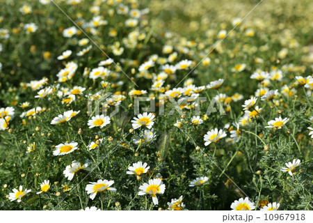 Camomiles background Camomiles background 10967918