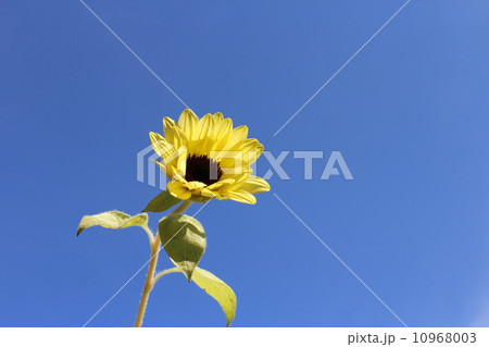 向日葵 10968003
